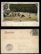 Moritzburg farb-AK Eberftterung 1905 (d5737)