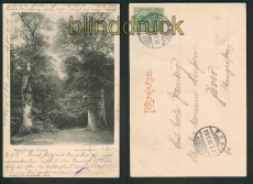 Neuenburg sw-AK Neuenburger Urwald Amalienplatz 1901 (d5302)