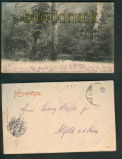Neuenburg sw-AK Neuenburger Urwald 1904 (d5287)