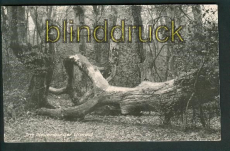 Neuenburg sw-AK Neuenburger Urwald ungebraucht (d5293)