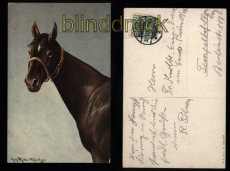 Pferde farb-AK Knstlerkarte Aug. Mller Mnchen Aurich 30.1.1911 n Berlin(d8534