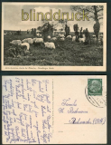 Munster sw-AK Heidschnuckenherde 1942 (d5267)