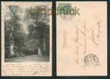 Neuenburg sw-AK Neuenburger Urwald Amalienplatz 1901 (d5302)