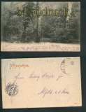 Neuenburg sw-AK Neuenburger Urwald 1904 (d5287)