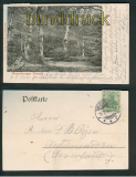 Neuenburg sw-AK Neuenburger Urwald 1904 (d5288)