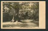 Neuenburg sw-AK Neuenburger Urwald ungebraucht (d5289)