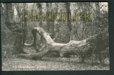 Neuenburg sw-AK Neuenburger Urwald ungebraucht (d5293)