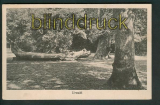 Neuenburg sw-AK Neuenburger Urwald ungebraucht 1924 (d5294)