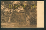 Neuenburg sw-AK Urwald ungebraucht ca. 1905 (d5296)