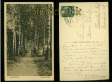 SASSENBERG sw-AK Birkenallee 1933 (d5983)